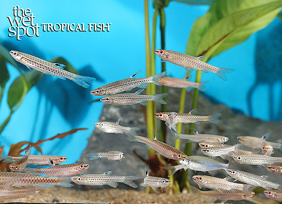 Copella sp.  "Assorted Splash Tetra"