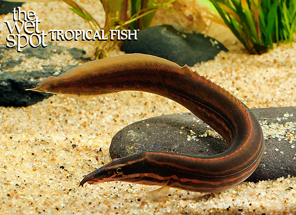 Fire Eel - Mastacembelus erythrotaenia