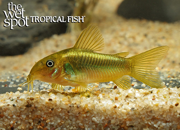 Corydoras sp. CW009 - Laser Green Cory
