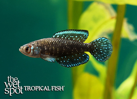 Pearl Killi - Austrolebias nigripinnis
