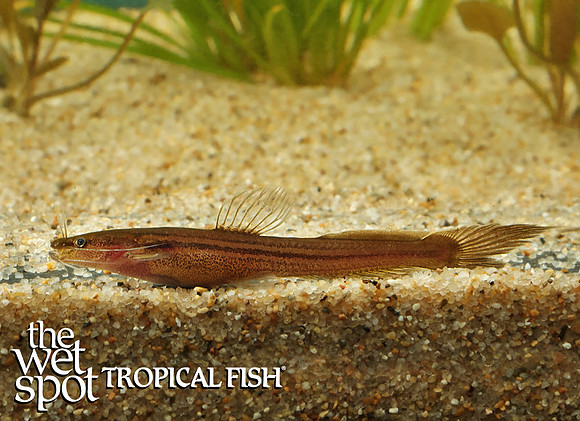 Olyra longicaudata - Indian Fighting Linear Cat