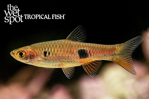 Rasbora kalochroma - Clown Rasbora