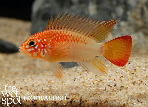 Apistogramma macmasteri - Gold Red Neck