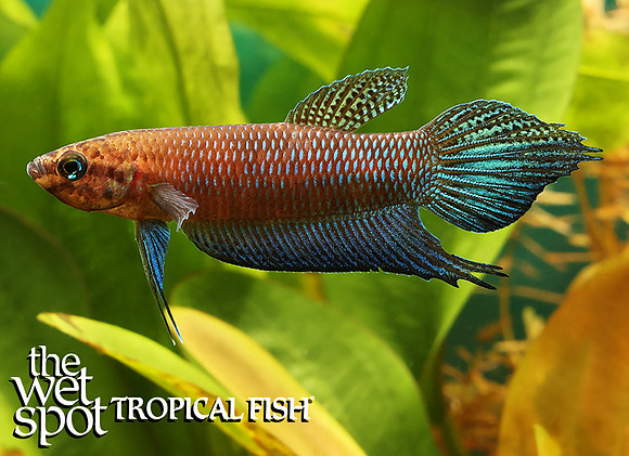 Betta simorum - Green Dragon Betta