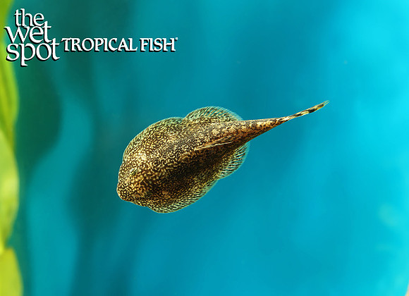 Sewellia speciosa "Vietnamese Porcupine Hillstream Loach"