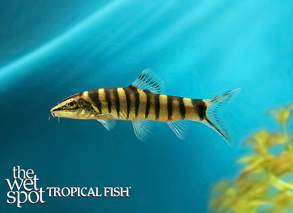 Sinibotia robusta  - Chinese Kansu Loach
