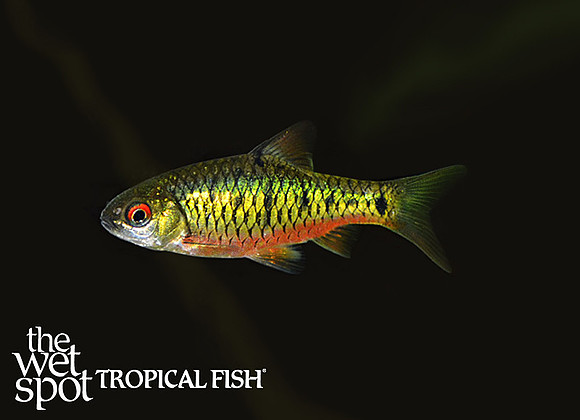 Barbodes semifasciolatus - Gold Barb