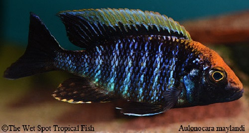 Aulonocara maylandi