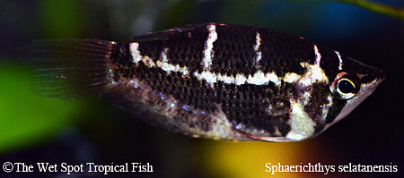 Sphaerichthys selatanensis - Cross Bar Chocolate Gourami