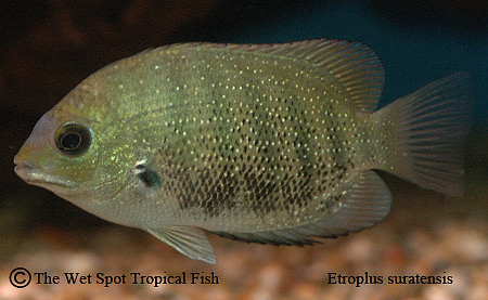 Etroplus suratensis - Green Chromide