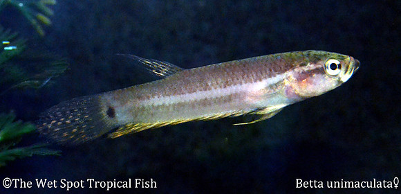 Betta unimaculata - Gold Dragon Betta