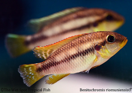 Benitochromis riomuniensis male