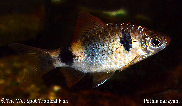 Pethia setnai - Indigo Barb