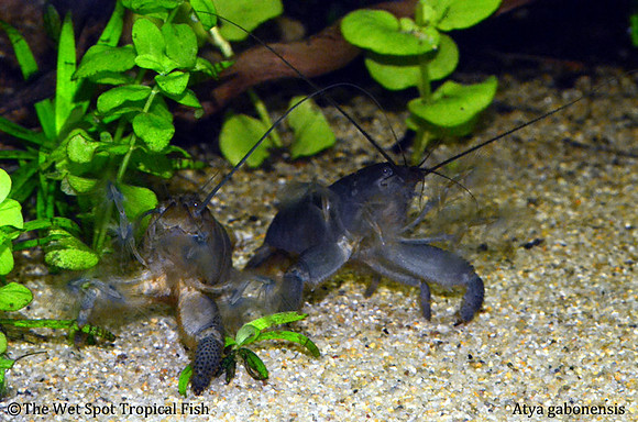Atya gabonensis - Giant Blue Wood Shrimp