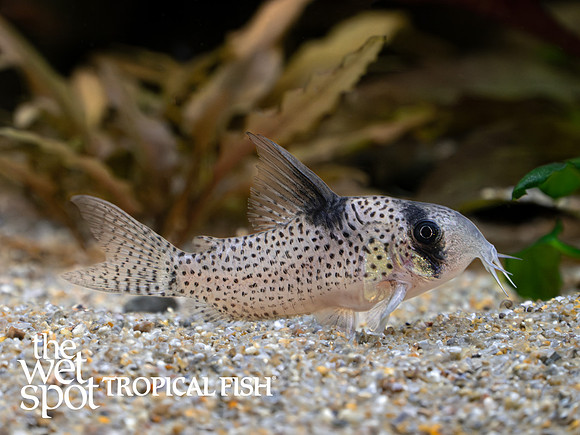 Corydoras sp."CW001" "Amber Cory"