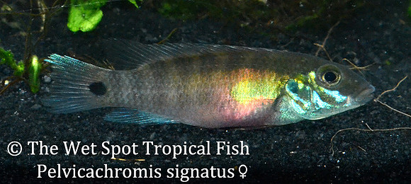 Pelvicachromis signatus ♀