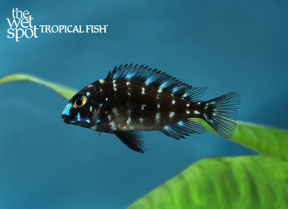 Tropheus duboisi "Maswa"
