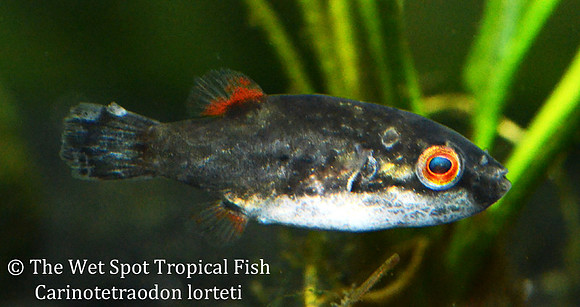 Red Eye Puffer - Carinotetraodon lorteti