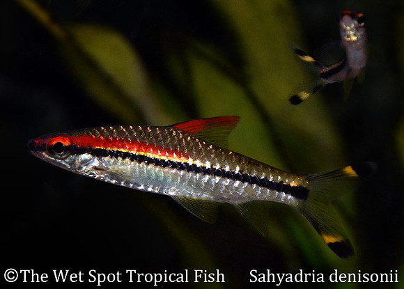 Sahyadria denisonii - Roseline Shark