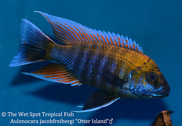 Aulonocara jacobfreibergi Otter Island