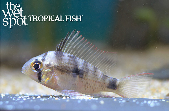Mikogeophagus maculicauda Brazilian Bolivian Ram