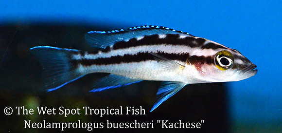 Neolamprologus buescheri "Kachese"
