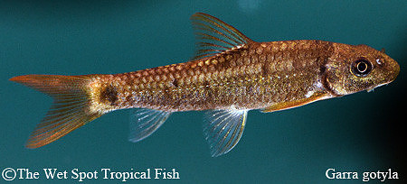 Garra gotyla - Indian Diamond Garra