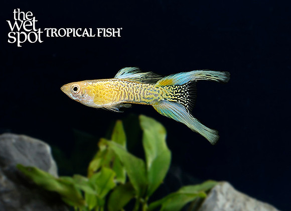 Poecilia reticulata "Cobra Gold Lace Double Swordtail Guppy"