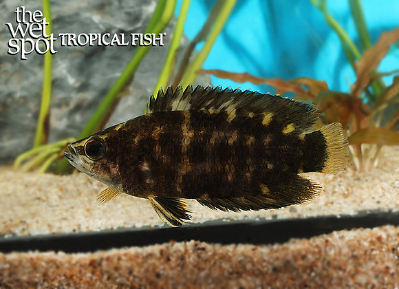 Ctenopoma nebulosum"Dusky Bushfish"