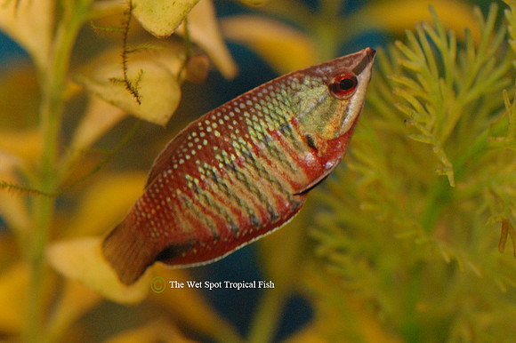 Vaillant / Samurai Chocolate Gourami - Sphaerichthys vaillanti ♀