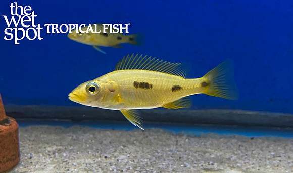 Exochochromis anagenys
