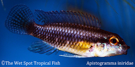 Apistogramma iniridae
