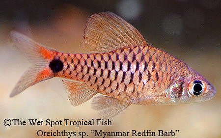 Oreichthys sp. Myanmar Redfin Histander - Myanmar Hi Fin Headstander Barb