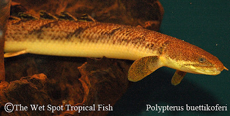 Gold Dust Bichir - Polypterus buettikoferi