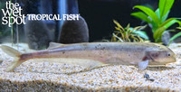 Hyperopisus bebe "Bebe Mormyrid"
