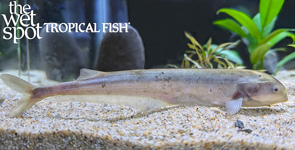 Hyperopisus bebe "Bebe Mormyrid"
