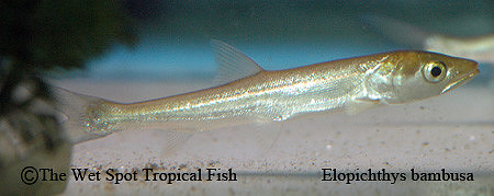 Giant Freshwater Barracuda - Elopichthys bambusa