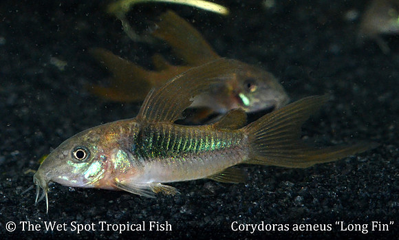 Corydoras aeneus -  Long Fin Bronze Cory
