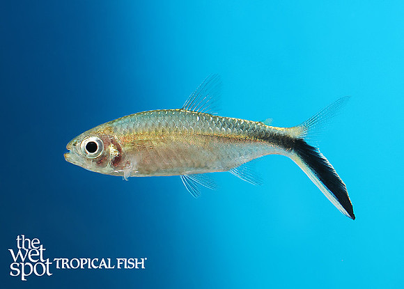 Thayeria obliqua Obliqua Penguin Tetra