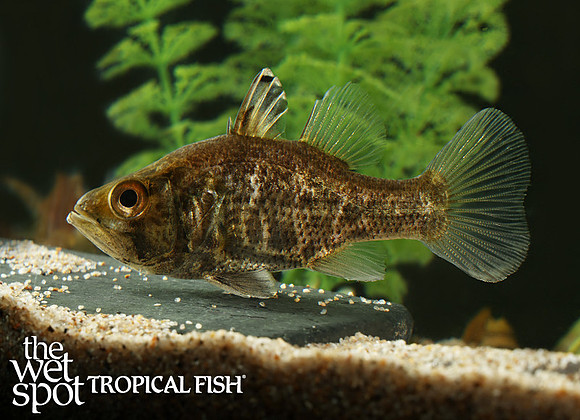 Glossamia aprion "Marbled Perchlet"