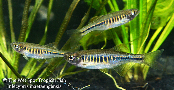 Devario maetaengensis - Maetang Danio