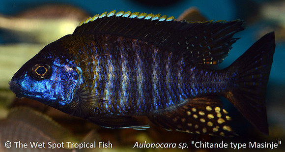 Aulonocara sp. "Chitande Type Masinje"