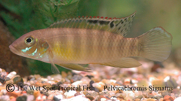 Pelvicachromis signatus ♂