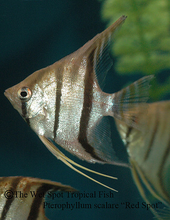 Pterophyllum cf. leopoldi - Red Spot Angelfish