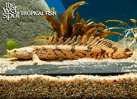 Polypterus endlicheri Red Bichir