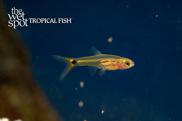 Barboides gracilis - Dwarf Amber Barb