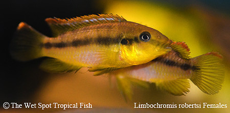 Limbochromis robertsi