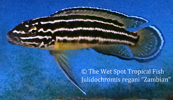 Julidochromis regani "Zambia"