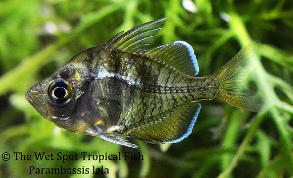 Indian Amber Glass Fish - Parambassis lala