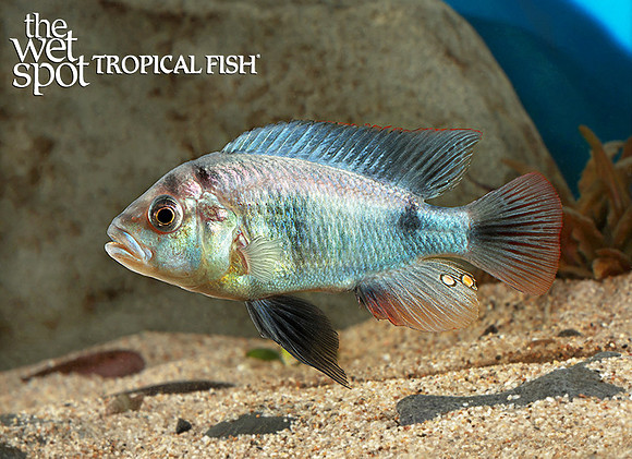 Pundamilia sp. "Zebra Senga"